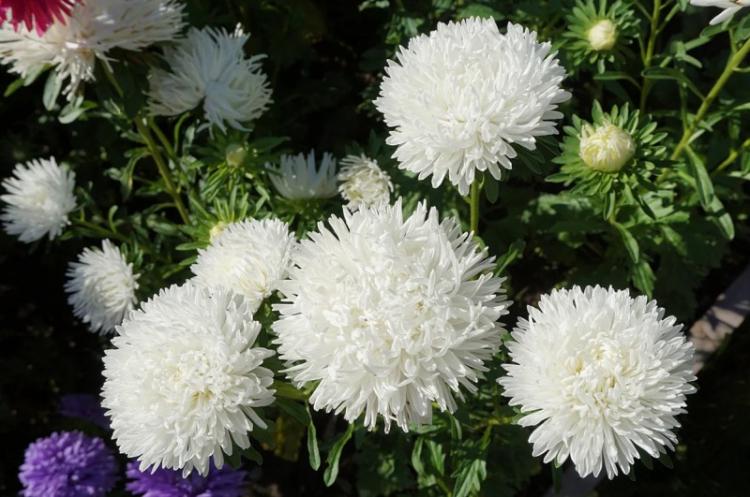 Астры - фото