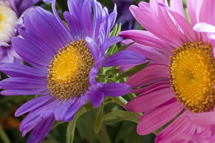 Астры - фото