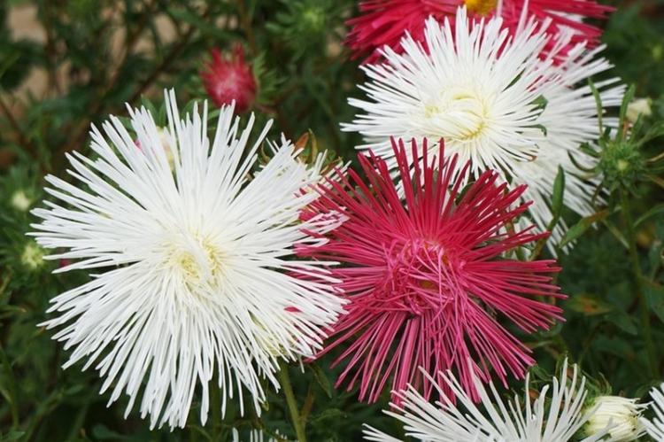 Астры - фото