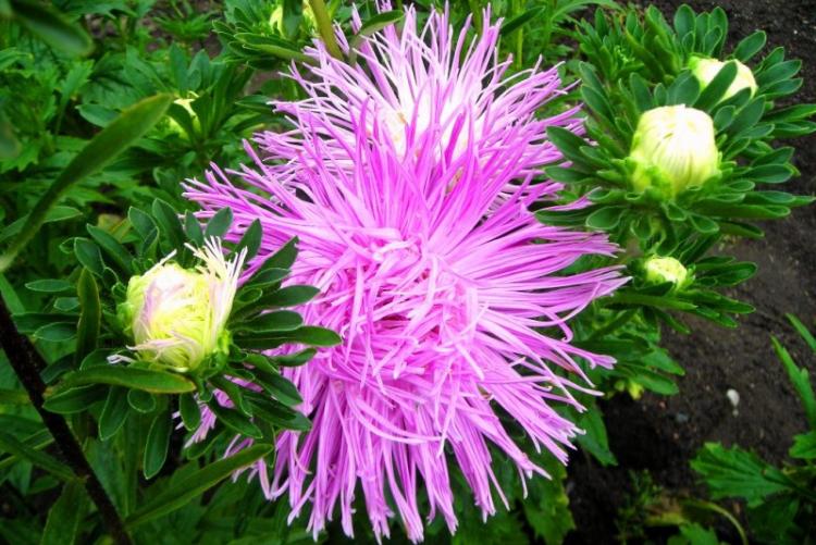 Астры - фото