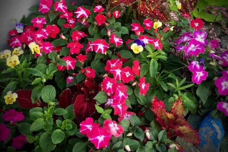 Бальзамин Сафари - Виды бальзамина