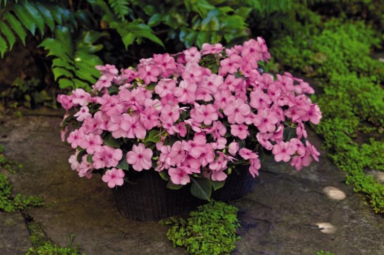 Бальзамин Лоллипоп - Виды бальзамина