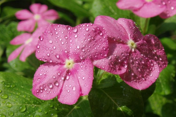 Полив - Уход за бальзамином