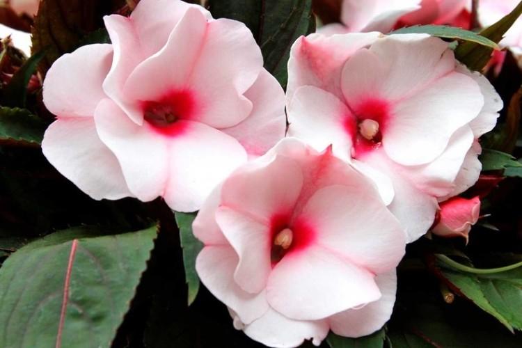 Бальзамин - фото