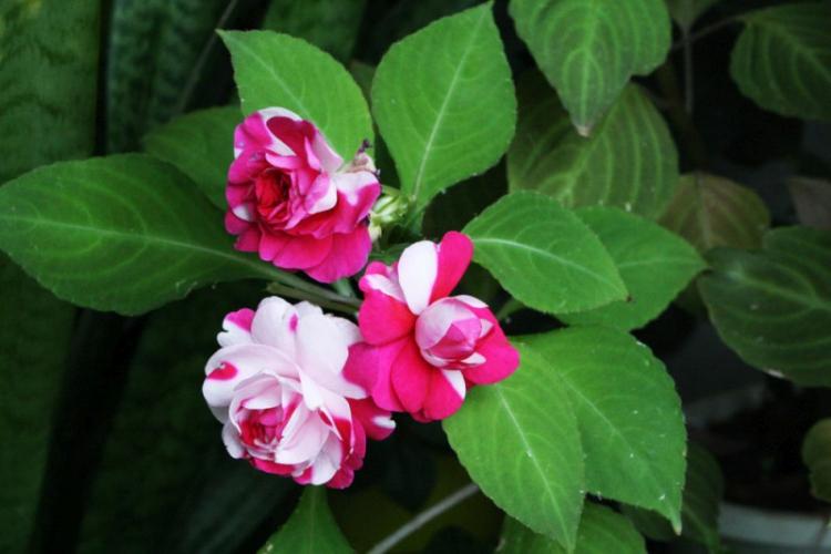 Бальзамин - фото