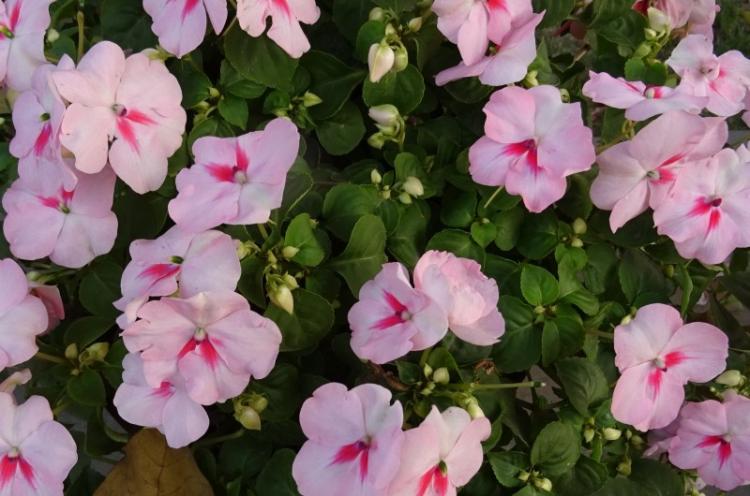 Бальзамин - фото