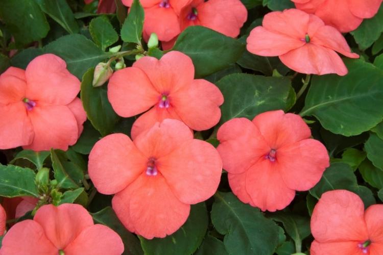 Бальзамин - фото