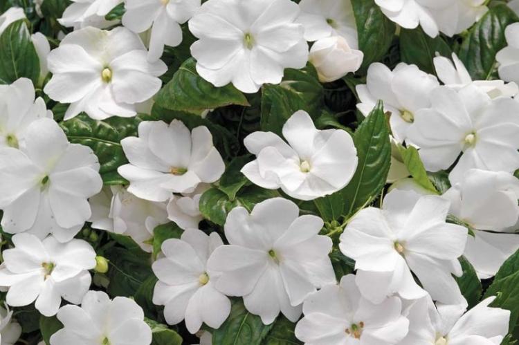 Бальзамин - фото