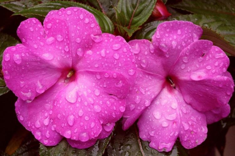 Бальзамин - фото