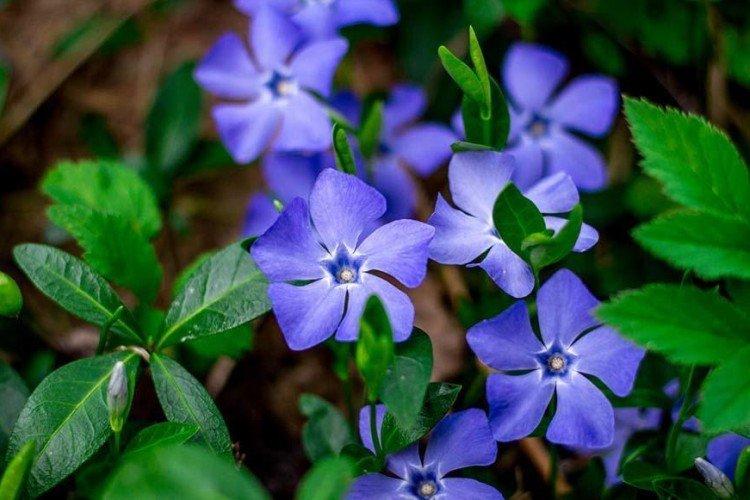 Общая информация - Барвинок