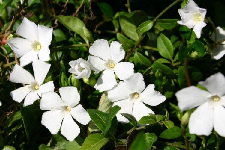 Белый барвинок - Виды и сорта барвинка