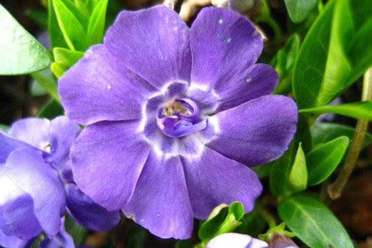 Махровый барвинок - Виды и сорта барвинка