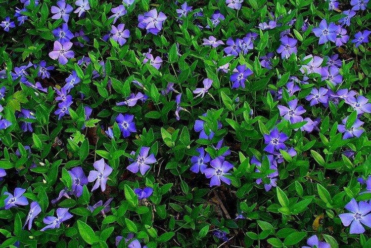 Травянистый барвинок - Виды и сорта барвинка