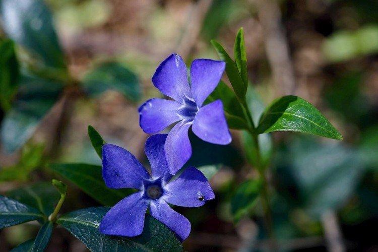 Прищипывание и прореживание - Уход за барвинком