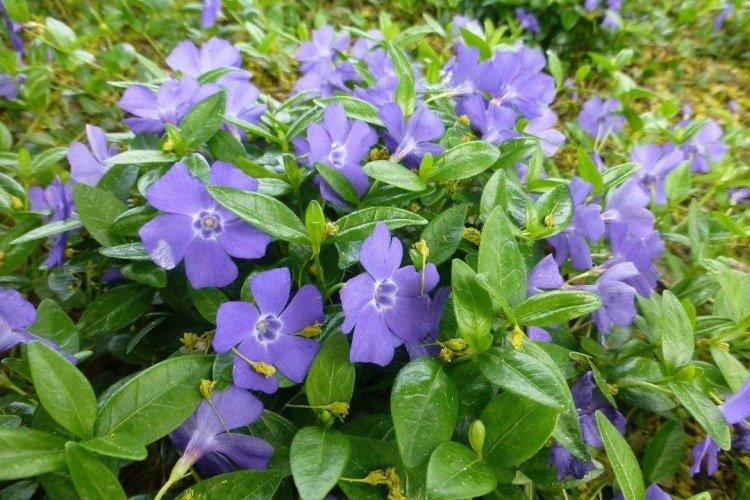 Зимовка - Уход за барвинком