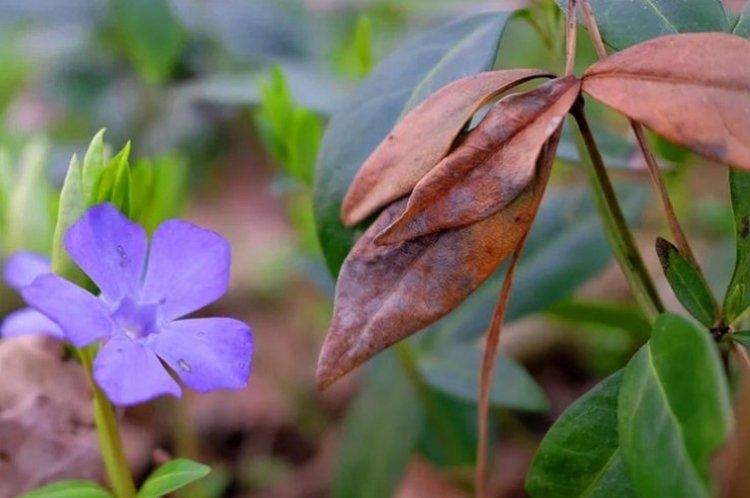 Борьба с вредителями и болезнями - Барвинок