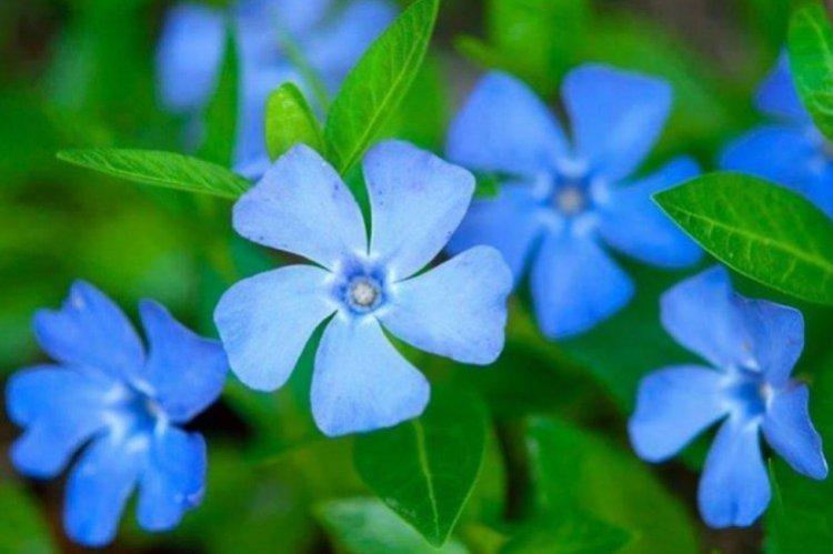 Барвинок - фото