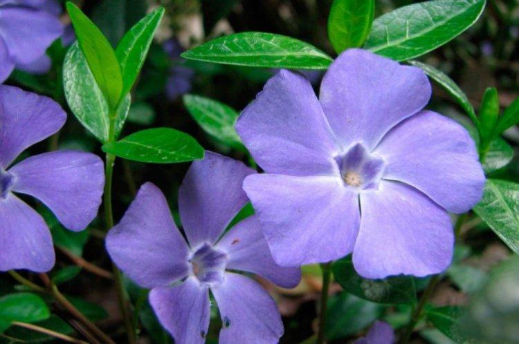 Барвинок - фото