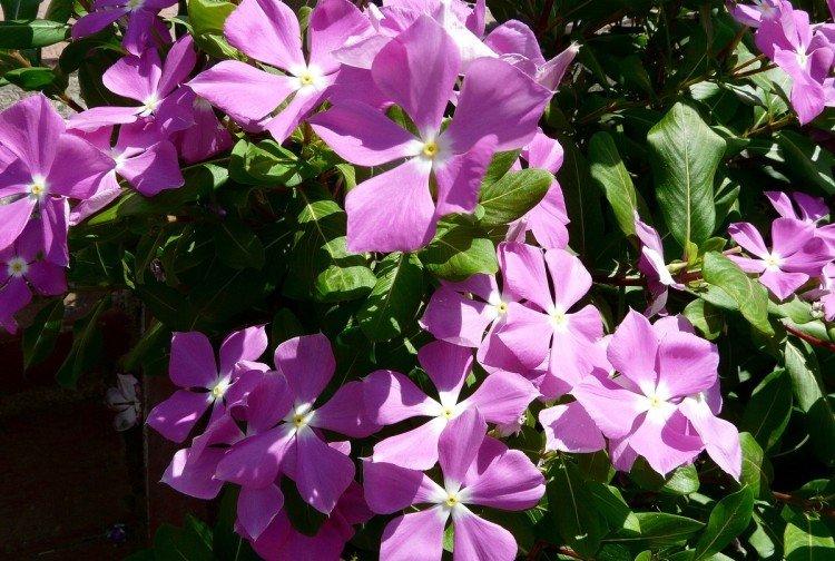 Барвинок - фото