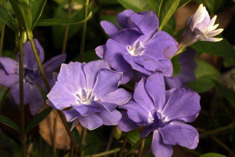 Барвинок - фото