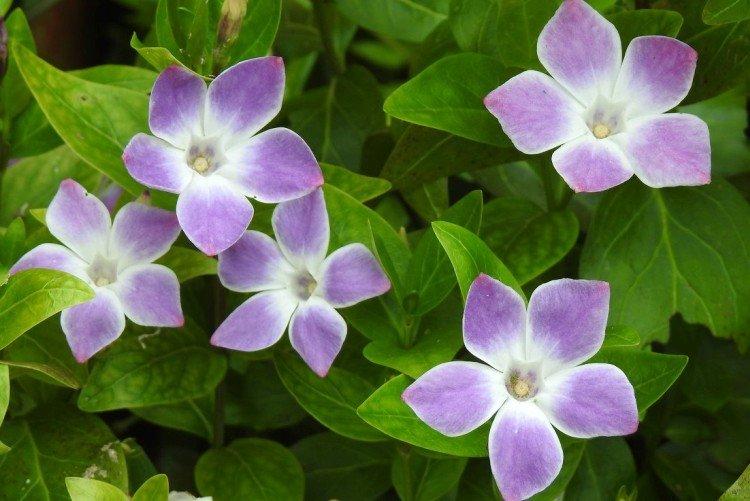 Барвинок - фото