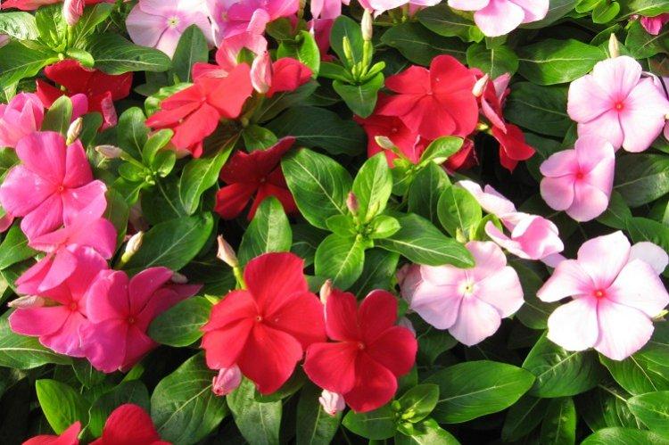 Барвинок - фото