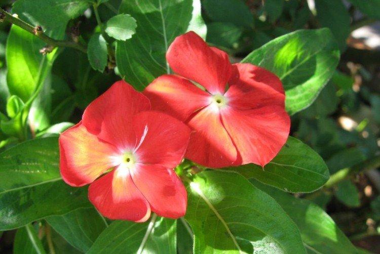 Барвинок - фото