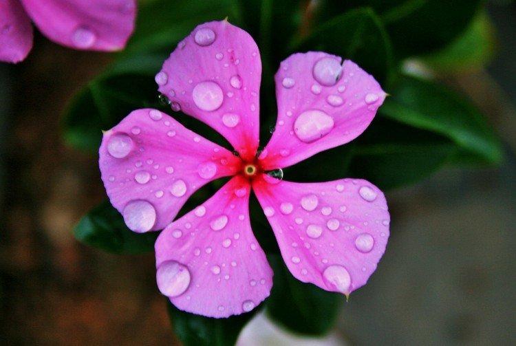 Барвинок - фото