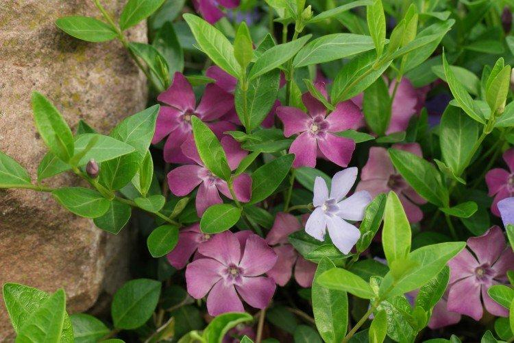 Барвинок - фото