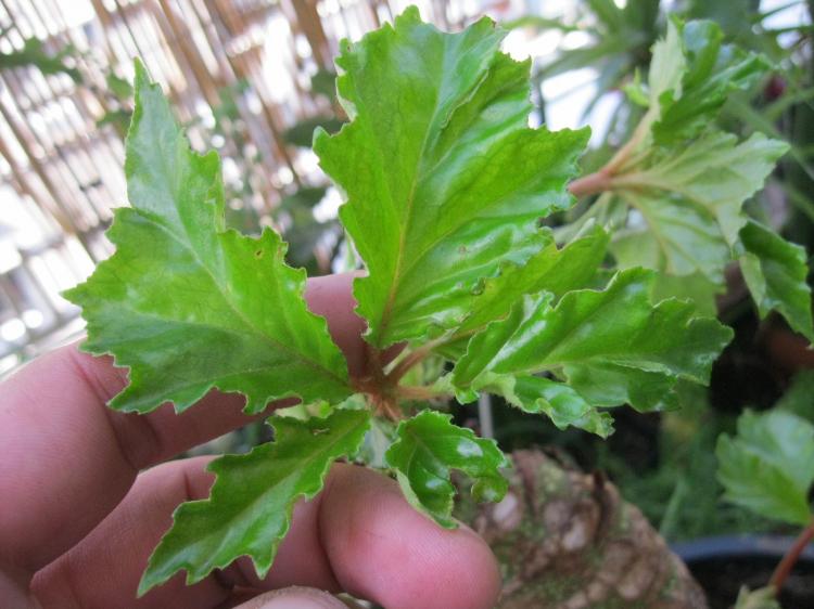 Каролинолистная бегония - Виды бегонии