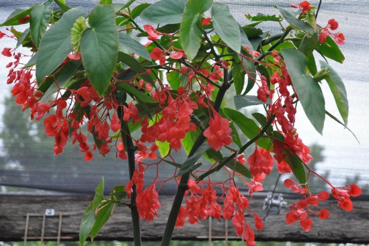 Коралловая бегония - Виды бегонии