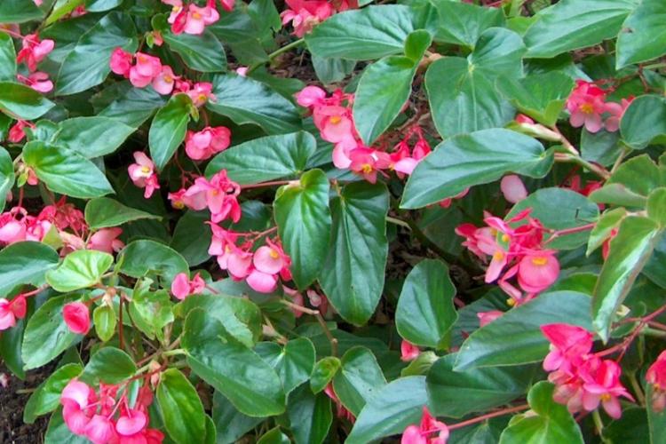 Вечноцветущая бегония - Виды бегонии