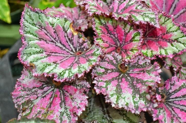 Борьба с вредителями и болезнями - Бегония