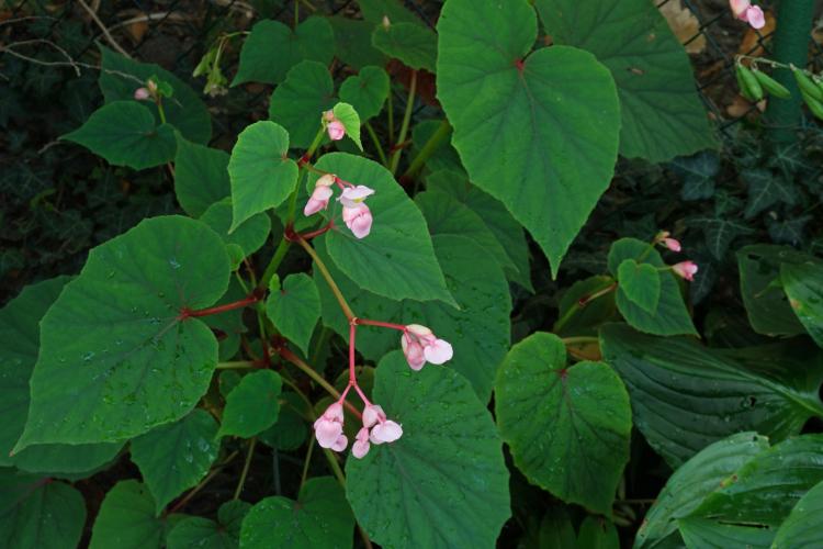 Бегония - фото