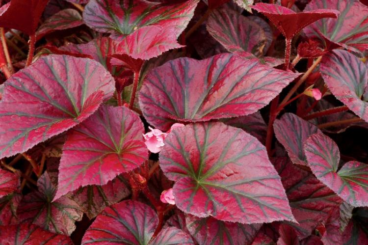 Бегония - фото