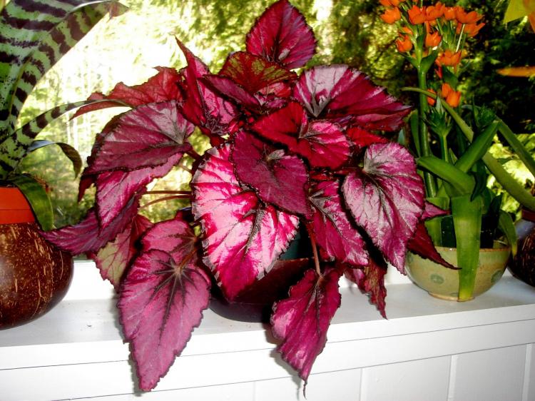 Бегония - фото