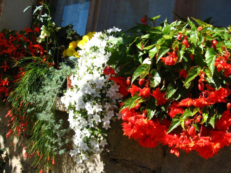 Бегония - фото