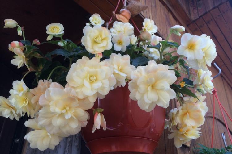 Бегония - фото