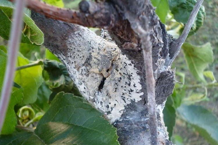 Цитоспороз - Болезни груши, описание с фото и лечение