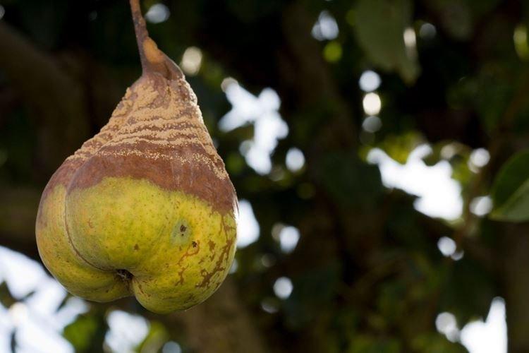 Монилиоз - Болезни груши, описание с фото и лечение