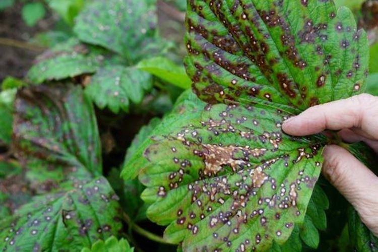 Белая пятнистость - Болезни клубники, описание с фото и лечение