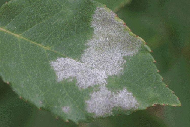 Белый налет на листьях - Болезни листьев у абрикоса
