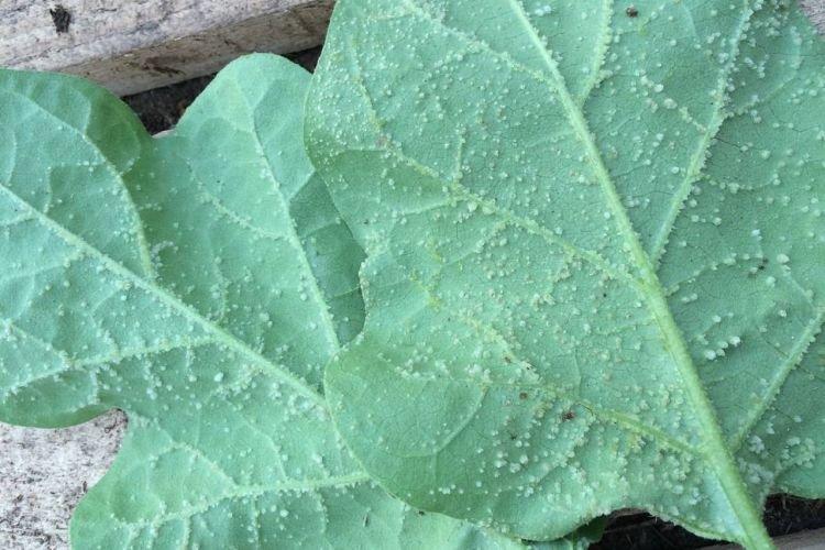 Пупырышки и бугорки на листьях - Болезни листьев у баклажанов