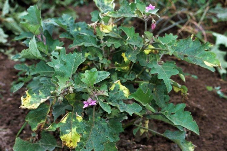 Листья желтеют и сохнут - Болезни листьев у баклажанов