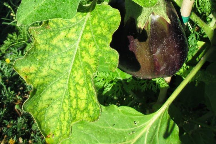 Бледные и светлые листья - Болезни листьев у баклажанов