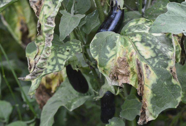 Скручиваются листья - Болезни листьев у баклажанов