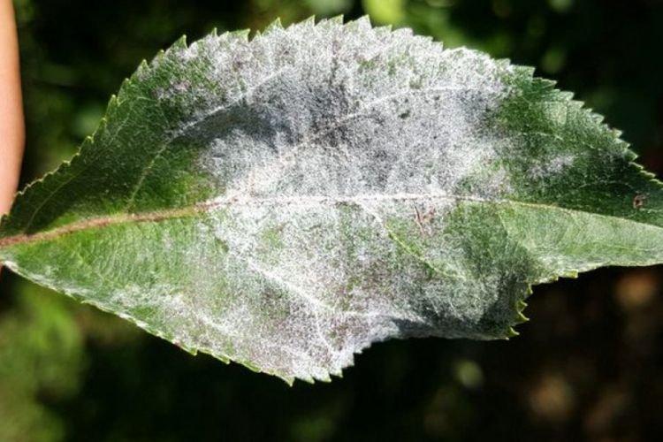 Белый налет на листьях - Болезни листьев черешни