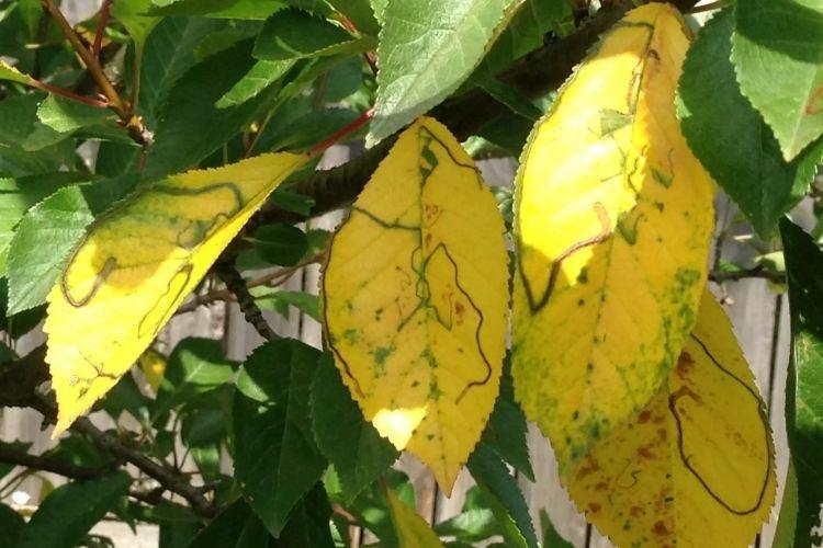 Бледные и светлые листья - Болезни листьев черешни