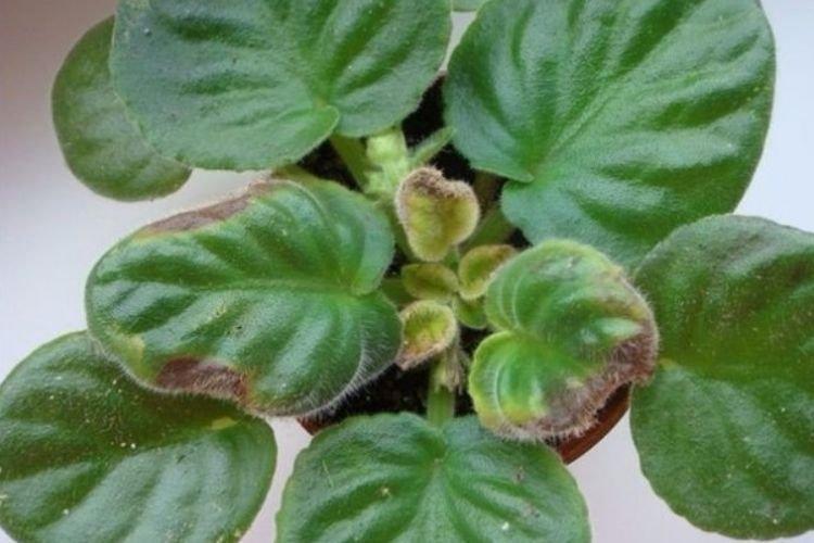 Листья желтеют и сохнут - Болезни листьев у фиалки