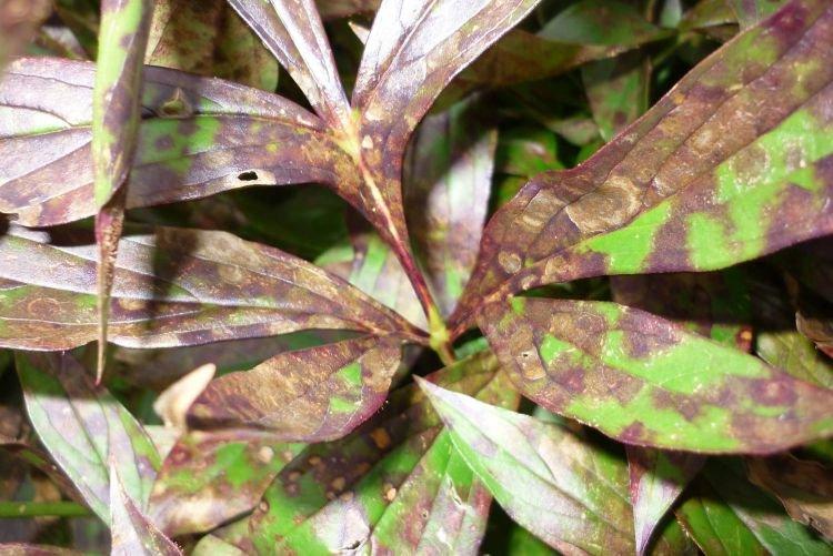 Бурые пятна на листьях - Болезни листьев у флоксов